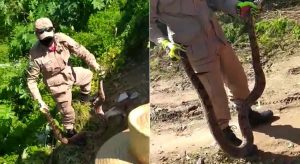 Bombeiros capturam Jibóia com mais de 2 metros no Iguatu