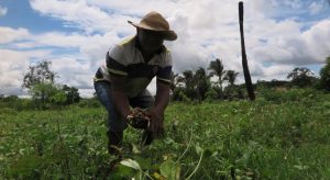 IBGE amplia projeção de safra no Ceará em março, mas produção ainda deve ser menor que em 2020