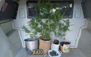 Dupla que plantava maconha foge do RAIO em Barbalha e mulher presa em Juazeiro com drogas