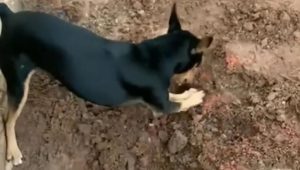 Pinscher de traficante mostra a policiais droga enterrada durante operação