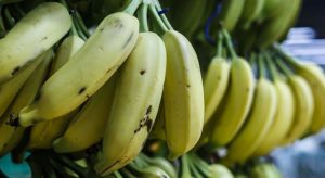 Safra do Ceará de 735 mil toneladas para 2021 é 18,8% maior, informa IBGE