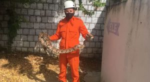 Jiboia de 2 metros é encontrada no banheiro feminino de restaurante no Ceará