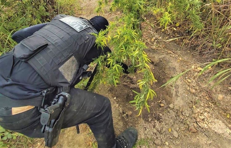Polícia apreende muita droga em Caririaçu e destrói roça de maconha