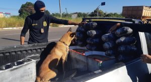 E tome mais drogas em Juazeiro na ação da Polícia Civil e o seu cão farejador