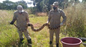 Cobra jiboia de 3 metros é encontrada dentro de pneu em terreno no Crato