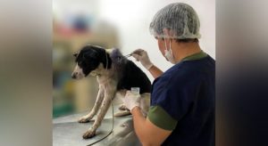 Com ferimento grave, cachorro entra em clínica veterinária no Iguatu e recebe cuidados