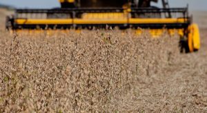 Previsão para safra do Ceará aumenta para 785 mil toneladas