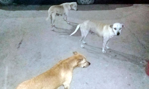 Cães são vítimas de esfaqueamento na zona rural de Icó