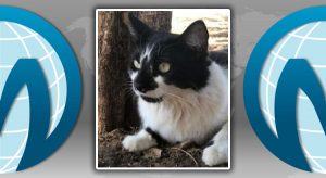 ONG denuncia tendência de morte de gatos por envenenamento em Icó