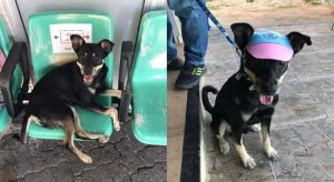 Cão passa dois meses em porta de hospital esperando dono que faleceu