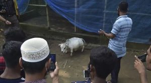 Vaca anã que pode ser a menor do mundo vira atração turística em Bangladesh