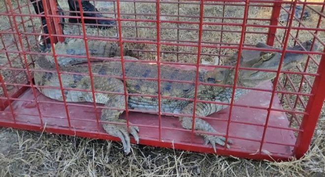 Jacaré-tinga é resgatado pelos bombeiros após atacar morador em quintal de casa no interior do Ceará