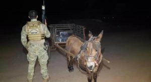 Burro é 'detido' com 300 Kg de maconha no Paraná