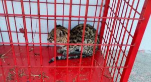 Filhote de gato-do-mato é resgatado pelos bombeiros em quintal de casa em Tauá