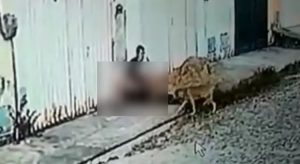 Caso de zoofilia em Maracanaú, na Grande Fortaleza, é investigado pela Polícia