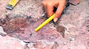 Fóssil de ‘tubarão’ de 150 milhões de anos é encontrado em Missão Velha