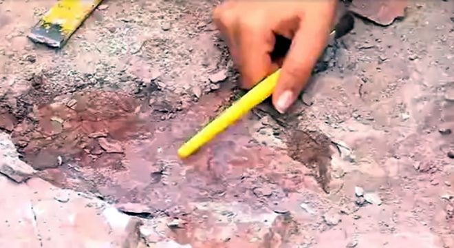Fóssil de ‘tubarão’ de 150 milhões de anos é encontrado em Missão Velha