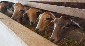 Estudo aponta que 8 municípios do Ceará possuem rebanhos ovinos infectados por brucelose