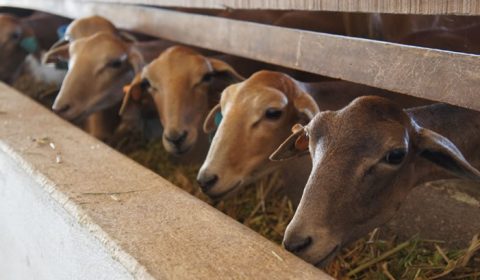 Estudo aponta que 8 municípios do Ceará possuem rebanhos ovinos infectados por brucelose