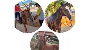 Cavalos de projeto de equoterapia para crianças são furtados de parque em Sobral