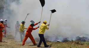 Assembleia aprova contratação de brigadistas temporários para combate de incêndios no Ceará