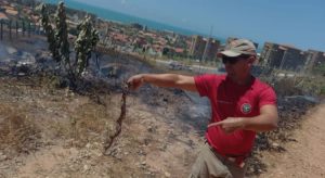 Mais de 3 mil animais foram resgatados pelos Bombeiros em 2021 no Ceará