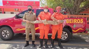 Jacaré de grande porte é resgatado por bombeiros em quintal de residência no interior do Ceará