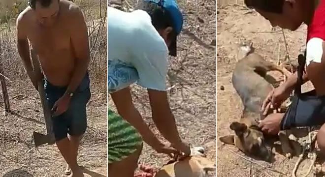Trio caririense que matou cães a machadadas na cabeça é procurado pela PM de Campos Sales