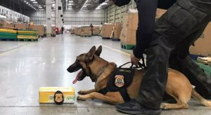 Cão farejador da Polícia Federal encontra droga em encomenda de chocolates nos Correios