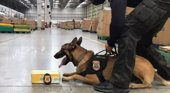 Cão farejador da Polícia Federal encontra droga em encomenda de chocolates nos Correios