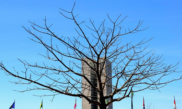 Crise climática piora, mas deputados dão menos atenção ao tema, diz estudo