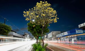 Primavera começa hoje; quais os sinais da estação no Ceará?