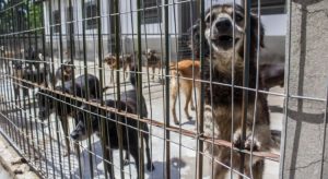 Aprovada lei que proíbe canis e centros de zoonoses de matarem cães e gatos