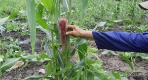 Produção agrícola cearense atingiu, em 2020, maior patamar em 20 anos