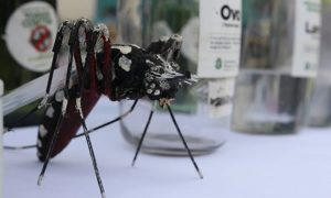 Ceará registra em 2021 quase o dobro de casos de dengue por 100 mil habitantes em relação a 2020