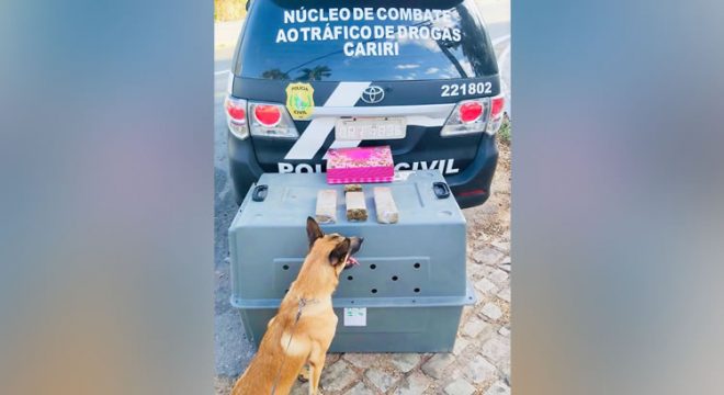 Caixa de presente em Crato tinha 3 Kg de drogas apreendidas pela Polícia Civil