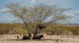 Quixeramobim e Potiretama estão em situação de emergência devido à estiagem
