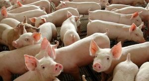 Brasil registra foco de peste suína clássica no Ceará