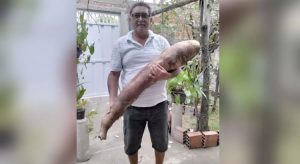 Aposentado colhe macaxeira gigante com 35 kg no Ceará