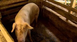 Peste suína não oferece risco à saúde humana