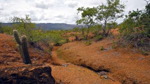 Ceará foi o estado que mais perdeu formações florestais da caatinga, diz levantamento