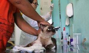Ceará terá dia D de Vacinação contra raiva para cães e gatos no próximo sábado, 6