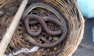 Em Juazeiro, cobra enorme passeava por calçadas perto do Restaurante Popular