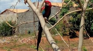 Bonita Arara encontrada em Juazeiro pela Polícia Ambiental