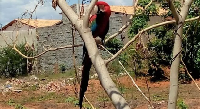 Bonita Arara encontrada em Juazeiro pela Polícia Ambiental