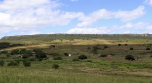 Desmatamento para plantio de grãos toma grande área da Chapada do Araripe