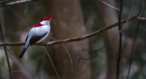 Soldadinho-do-Araripe