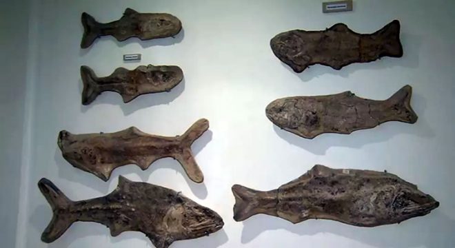 Polícia Federal conclui inquérito com 11 investigados por tráfico de fósseis