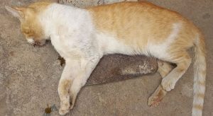 Gato morre após ter dentes arrancados em Icó