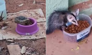 Cães na PM Ambiental em Juazeiro compartilham ração com sapo e cassaco